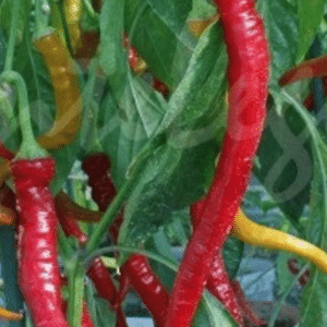  Chorbadhijski C.Annuum