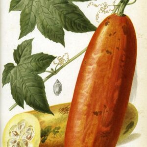 Sicana odorifera - Cassabanana - Duftmelon