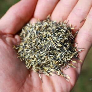 Mikro grønt - Citron Tagetes