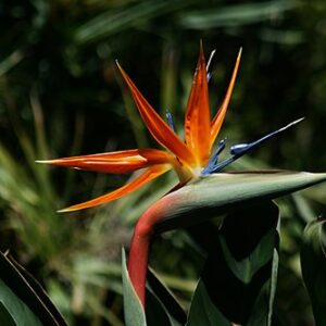 Strelitzia Reginae dwarf - Dværg paradisfugleblomst