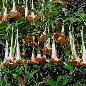 Engletrompet - Brugmansia Versicolor