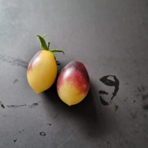 Thingamabob Gismo - Tomat - Tom Wagner