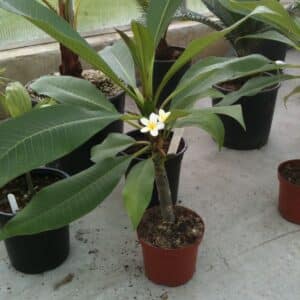 Plumeria Obtusa - FRØ