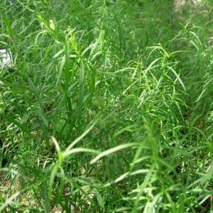 Estragon Dragoncello - Artemisia Dracunculus