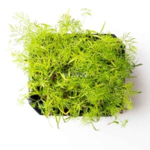 Mikro Grønt - Fennikel - 50 Gram