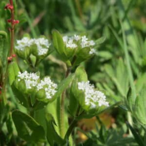 Feltsalat -Valeriana D'olanda A Seme Grosso - Valerianella Locusta
