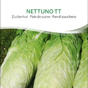 CIKORIE SALAT - NETTUNO TT - ØKO