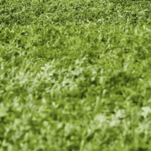 Lucerne Mezzo
