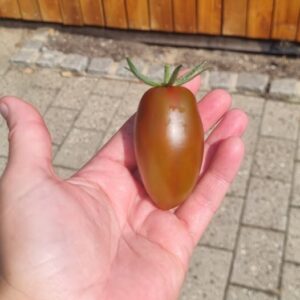 Tomat - Cherry Ducre