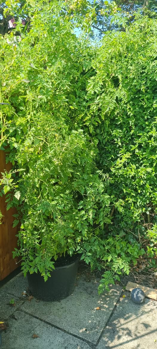 Vildtomat - Wild tomate Gelbe Orange - Billede 2